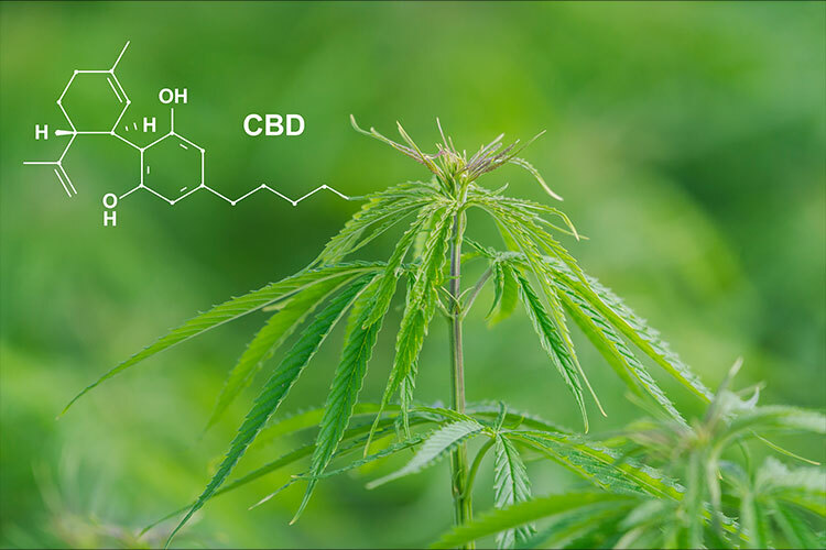 Understanding CBD