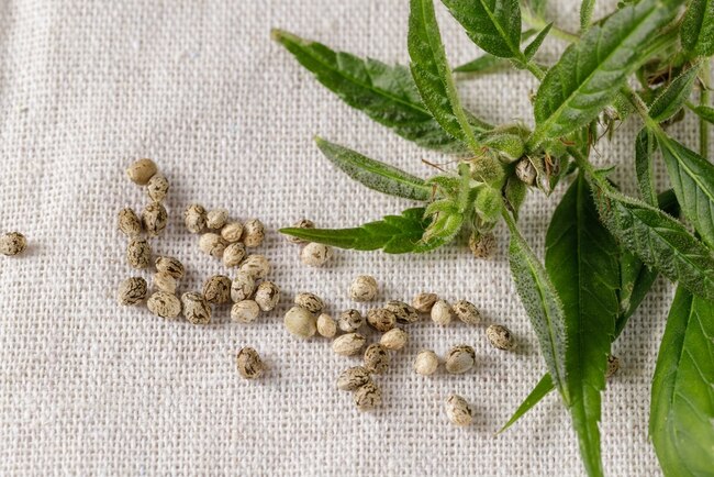 How CBD Can Transform Business Travel into a Wellness Experience