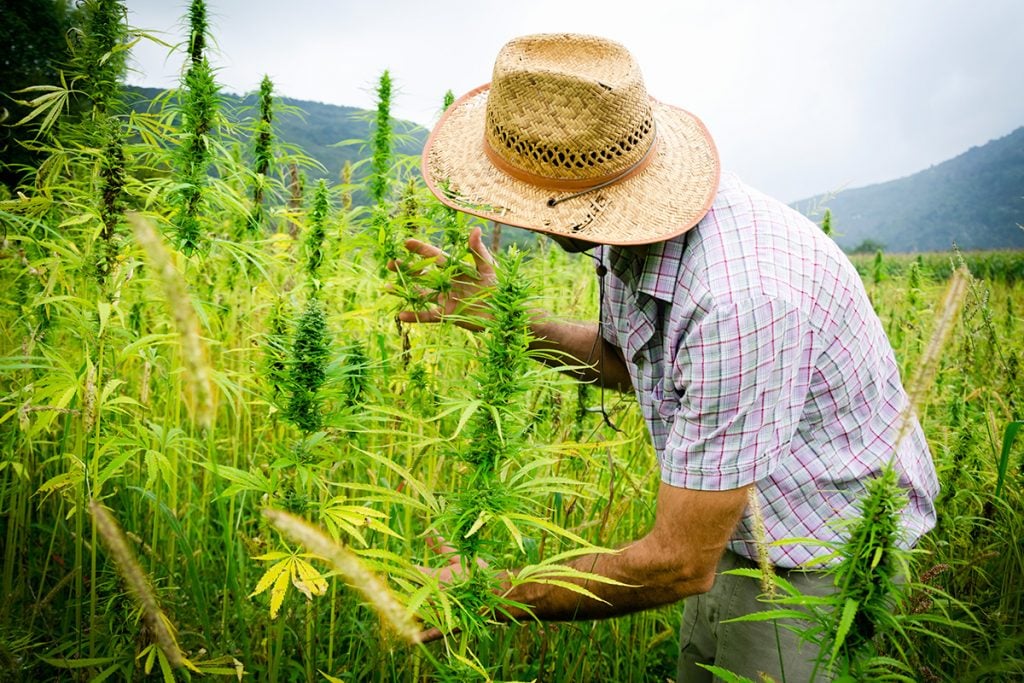 How CBD Can Make Long Road Trips More Comfortable