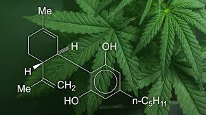 CBD Oil for Everyday Stress