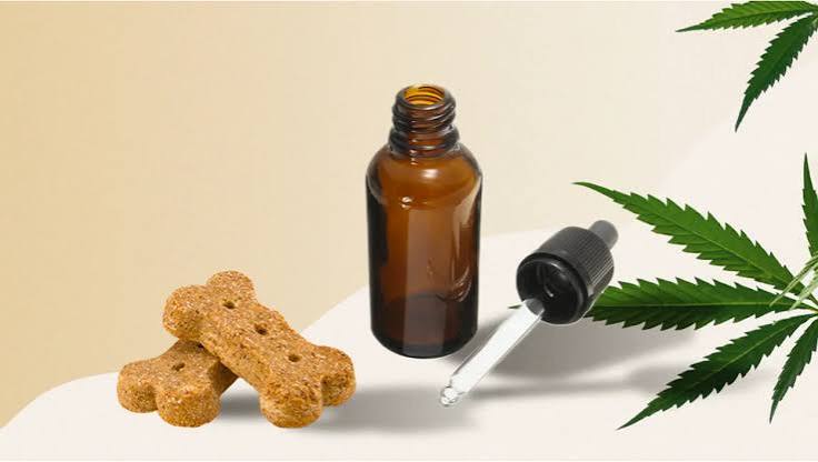 CBD Oil vs CBD Treats for Dogs